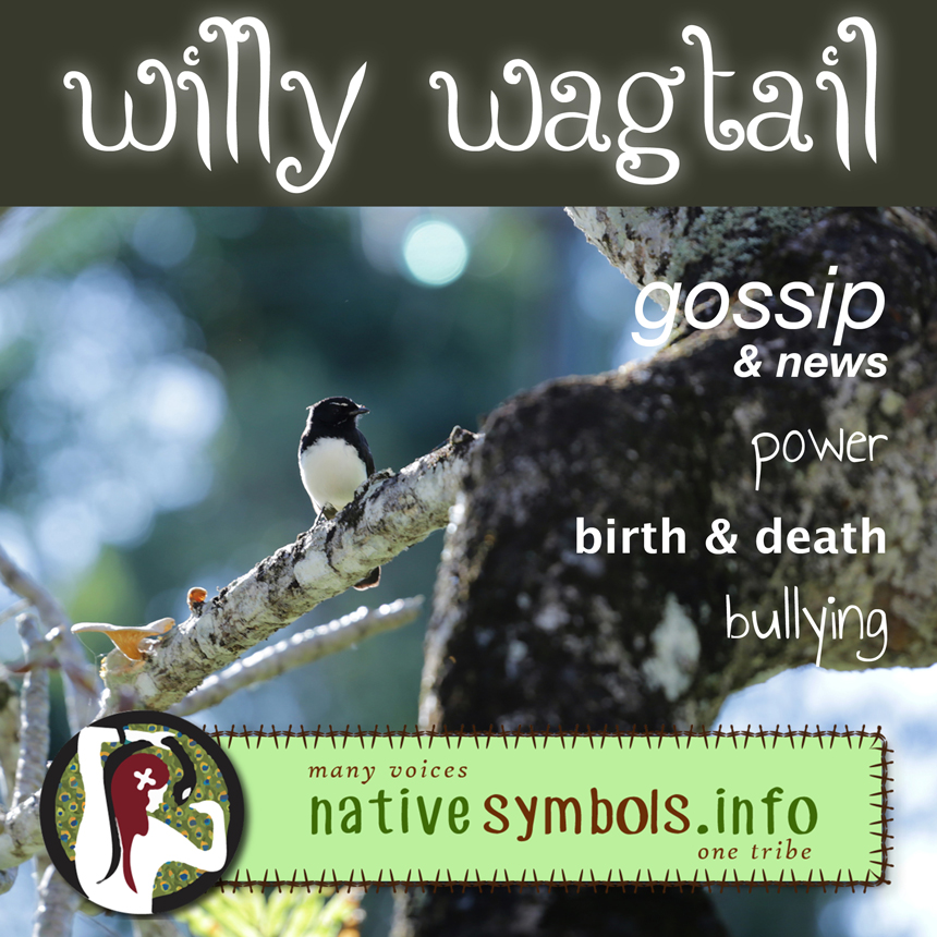 Willy Wagtail as a symbol in your life - meanings.