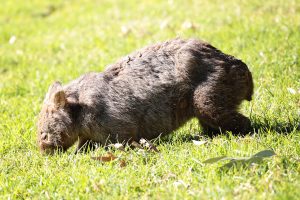 Wombat at Tongarra, NSW.
