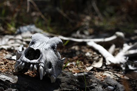 Cycle of life - back to the earth - dingo or dog skull