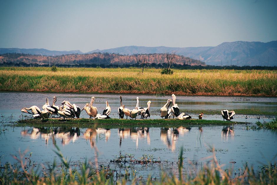 pelicans at the wetlands, Townsville