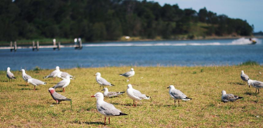 seagulls and one galah, Lake Illawarra, NSW