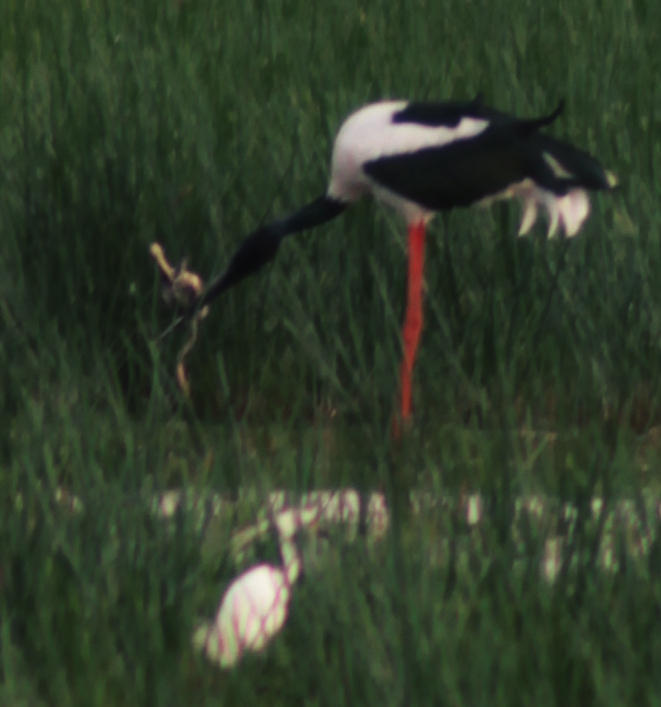 jabiru with a turtle and snake in his beak, Townsville wetlands, zoomed in