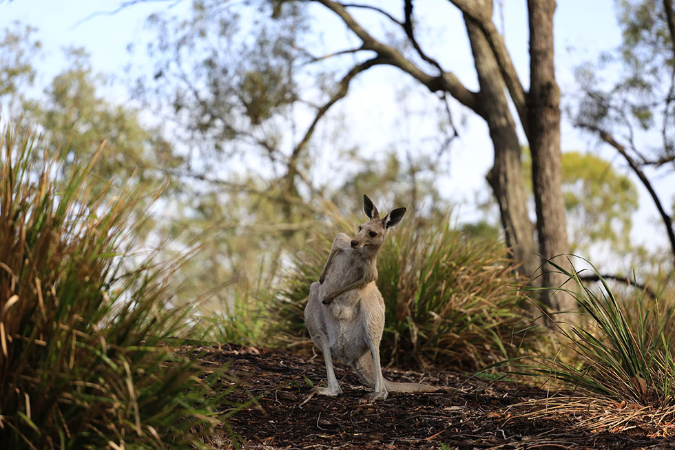 kangaroo, Lake Crestbrook, QLD