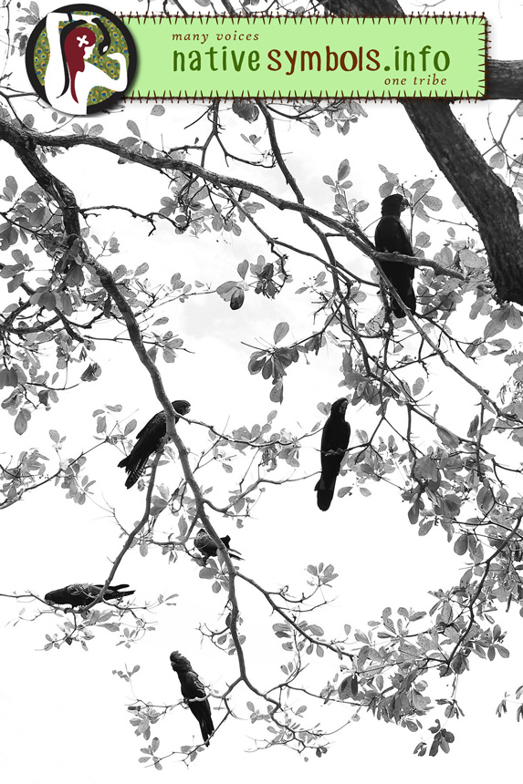 Black Cockatoos, The Strand, Townsville 2016