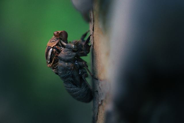 cicada that died before fully emerging from its shell