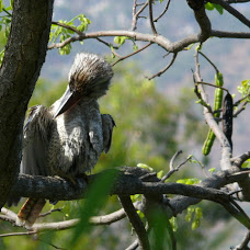 kookaburra preening