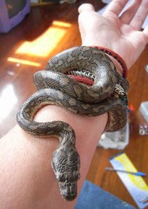 carpet snake