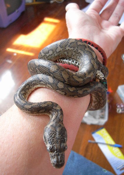 pet snake on a wrist like a bracelet