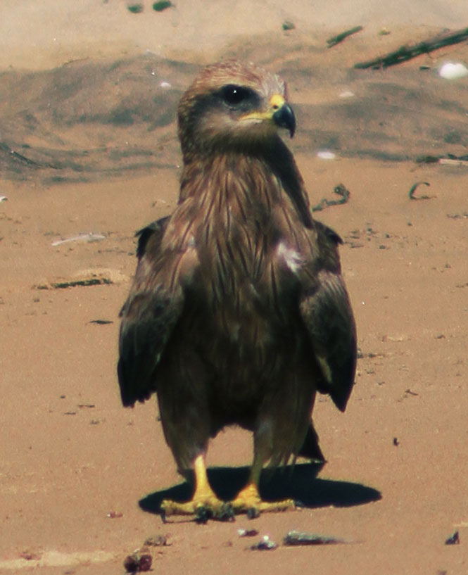 young hawk on the beach